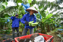 Ứng phó với giai đoạn dân số già