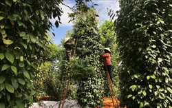 Giá xuất khẩu hồ tiêu dự báo giữ mức tăng