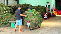 Lần đầu tiên trong đời nhà vườn thấy giá cau tăng kỷ lục, điều gì đang xảy ra?