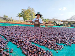 Thu hoạch - Khâu quyết định chất lượng cà phê Đắk Nông
