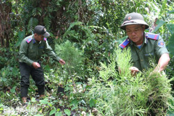 "Báu vật" của rừng