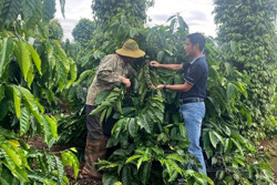 Cà phê Đắk Nông và niềm vui được mùa, được giá