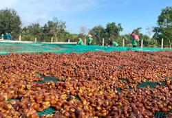 Xuất khẩu cà phê niên vụ 2023/2024 vượt mốc 5 tỷ USD
