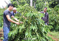Huyện Ea H’leo: Thu ngân sách 9 tháng đạt 110% kế hoạch