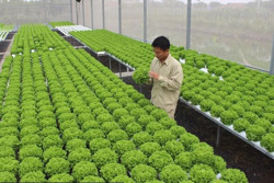 Mở lối cho nông nghiệp công nghệ cao