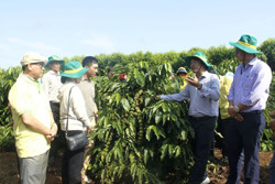 Sơ kết mô hình "Canh tác cà phê thông minh thích ứng với biến đổi khí hậu" tại huyện Cư M’gar