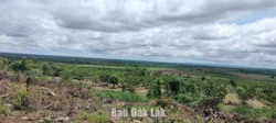 Phấn đấu thu hồi toàn bộ đất lâm nghiệp bị lấn, chiếm trong năm 2026