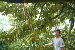 Nông dân '4 chấm' ở Đắk Nông: Vườn sầu riêng 'sinh' tiền của cặp vợ chồng 9X