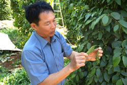 Nông dân '4 chấm' ở Đắk Nông: Giàu nhờ tư duy sắc bén và cần cù