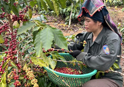 Cảnh giác trước nguy cơ lại dư thừa cà phê