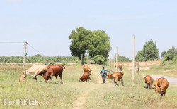 Phát triển chăn nuôi bền vững: Phòng, chống dịch bệnh vẫn còn là “nút thắt”