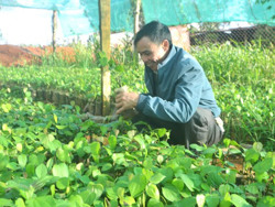 Canh cánh nỗi lo về giống ở Đắk Nông