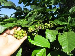 Giá cà phê lao dốc, nông dân hồi hộp