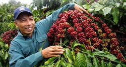 Xuất khẩu nông lâm, thủy sản: Dồn lực về đích