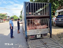Xử lý nghiêm trường hợp buôn bán, vận chuyển lợn bệnh