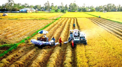 Ưu đãi lãi suất khi trồng lúa phát thải thấp