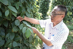 Trồng tiêu hữu cơ, giá cao hơn thị trường 20 - 30%