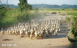 Theo mùa vịt chạy đồng
