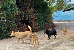 Nữ bệnh nhân 49 tuổi tử vong nghi do bệnh dại