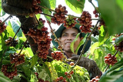 Nông dân Đắk Nông vui mừng vào vụ thu hoạch cà phê