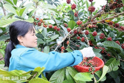Phối hợp xây dựng và triển khai phương án bảo vệ cà phê niên vụ 2024 - 2025