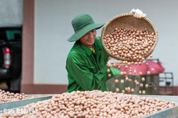 Cơ hội nào cho công nghiệp nông nghiệp?