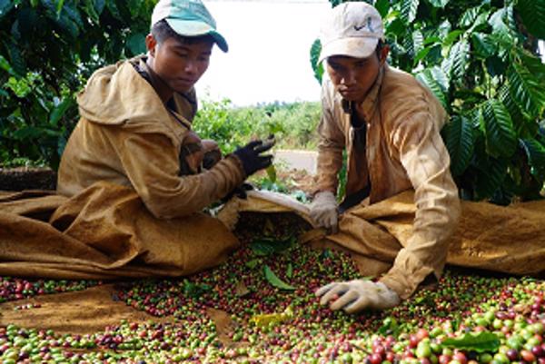 Giá cà phê ổn định, minh bạch hơn với sàn giao dịch, nhưng... cẩn trọng!