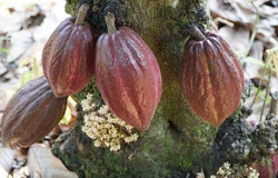 Ca cao Việt Nam giá cao kỷ lục nhưng sản lượng thấp