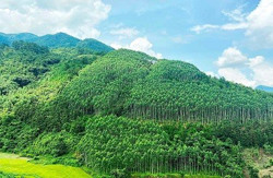 Vẫn khó khi tham gia bán tín chỉ carbon rừng