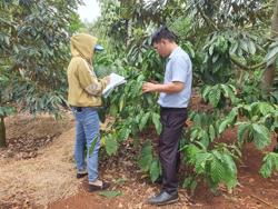 Thúc đẩy sử dụng thuốc bảo vệ thực vật trách nhiệm trong sản xuất cà phê