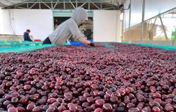 Cà phê, điều cùng đạt những cột mốc mới về xuất khẩu