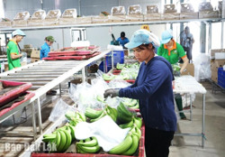 Tăng cường biện pháp ổn định quan hệ lao động trong dịp Tết Nguyên đán Ất Tỵ 2025