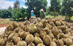 Sử dụng phân bón hữu cơ hướng đến sản xuất sầu riêng bền vững