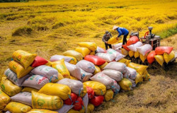Ngành lúa gạo: Chú trọng nâng chất, nâng sức cạnh tranh