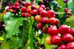 Giá cà phê xuất khẩu đạt kỷ lục gần 6.000 USD/tấn trong tháng 11