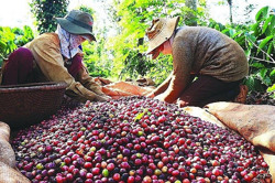 Tận dụng cơ hội để tăng trưởng xuất khẩu