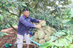 Cơ hội “vàng” cho chuỗi giá trị nông sản