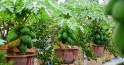 Bonsai rau củ quả hút hàng dịp Tết