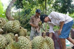 Nông dân mừng vì giá nông sản liên tục tăng