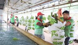 Tín hiệu tích cực xuất khẩu trái cây tại Đắk Lắk