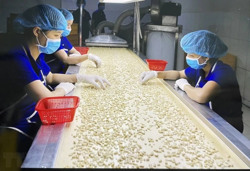Nghịch lý của ngành điều