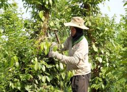 Đẩy mạnh xuất khẩu nông sản: [Bài 4] Thị trường thuận lợi, giá hạt tiêu sẽ ở mức cao