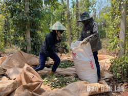 Nhộn nhịp mùa thu hoạch tiêu