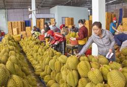 Việt Nam đứng thứ 2 về xuất rau quả sang Trung Quốc