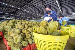 Xuất khẩu rau quả sang Trung Quốc tiếp tục tăng