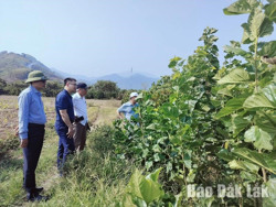 Tìm hướng phát triển bền vững cho nghề trồng dâu, nuôi tằm trên địa bàn huyện Krông Bông