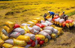 Thị trường lúa gạo biến động: Doanh nghiệp ứng phó ra sao?
