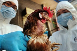 Phân biệt cúm thông thường với cúm A/H5N1 ra sao?