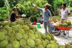 Xuất khẩu sầu riêng: Tận dụng cơ hội để vươn xa