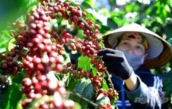 Xuất khẩu cà phê 2 tháng đầu năm đạt 1,38 tỷ USD